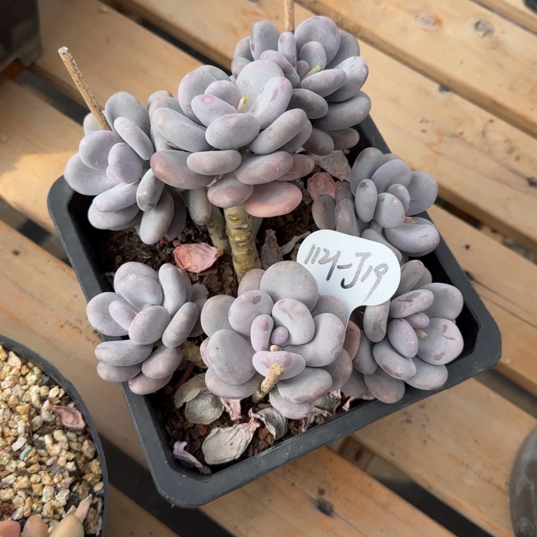 叫***张J19阿啊阿啊阿啊哈哈