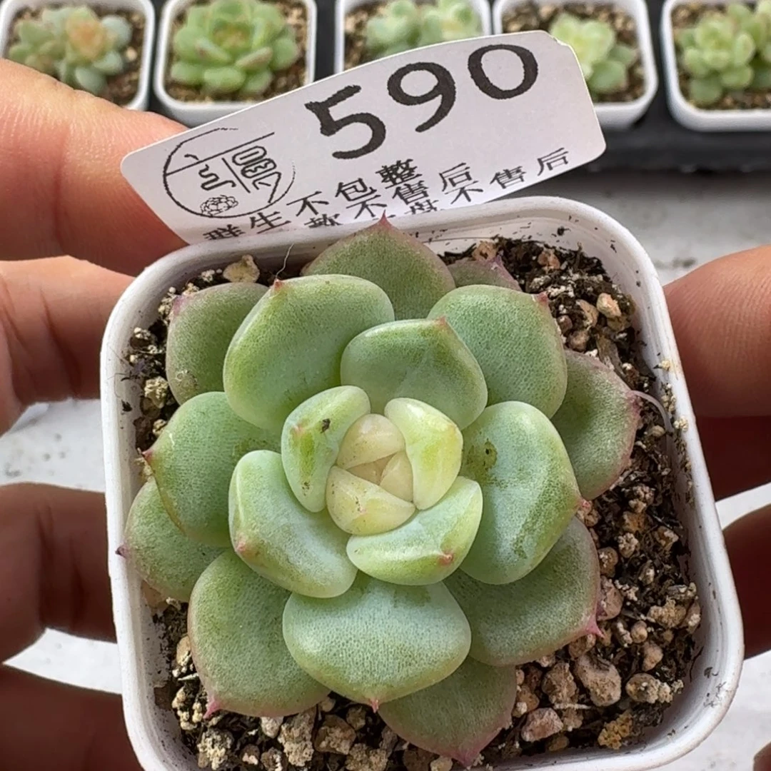 如图590优选麦芽70号一个