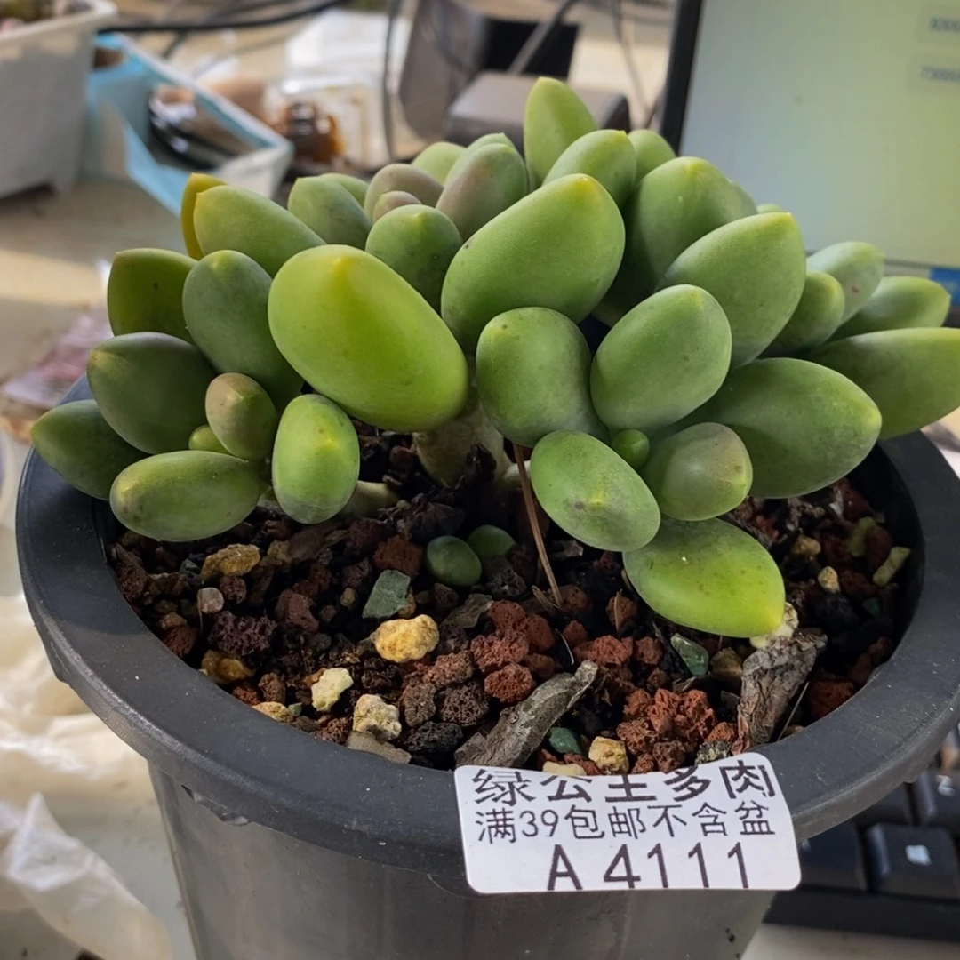 4111芒果奶12cm多肉