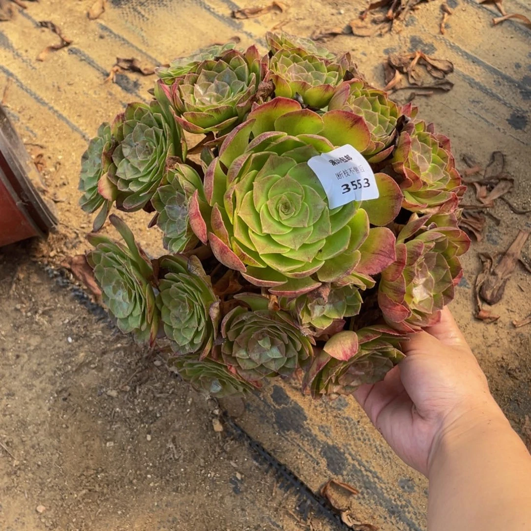 茵****3553黑墨法师多肉断枝不包