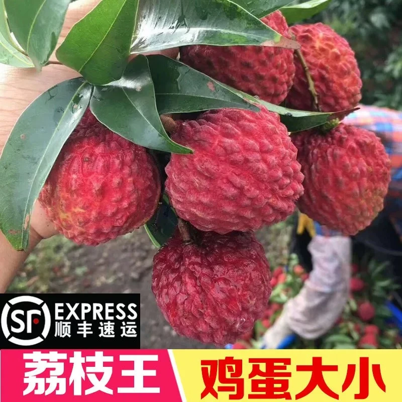 荔枝王大超大海南火山岛荔枝新鲜水果顺丰空运包邮农家鸡蛋大现货