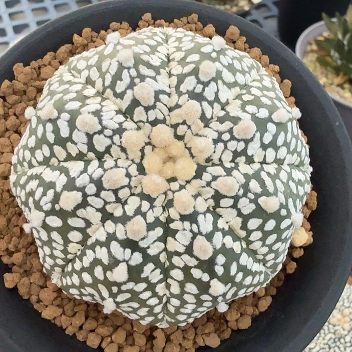 无花朵福利兜福利福利