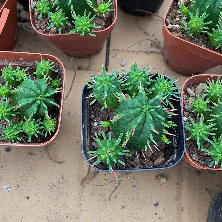 麒麟球4.8带盆土发货