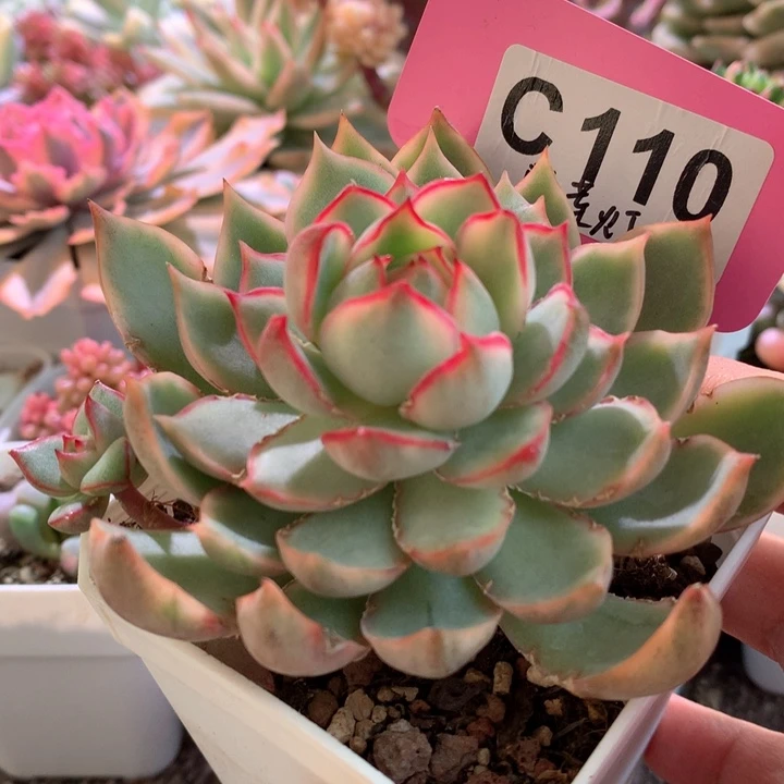 宝莲灯覆轮锦有根