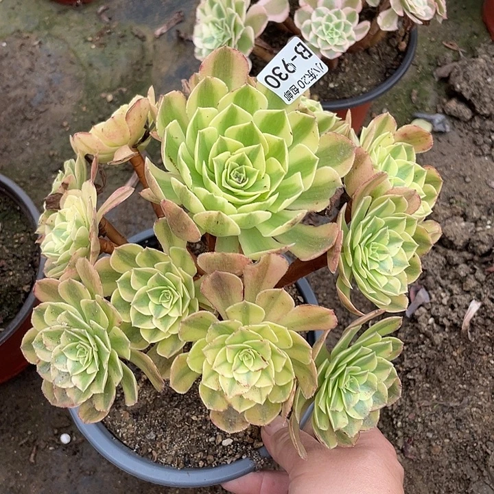 930雨荷多肉植物满20包邮