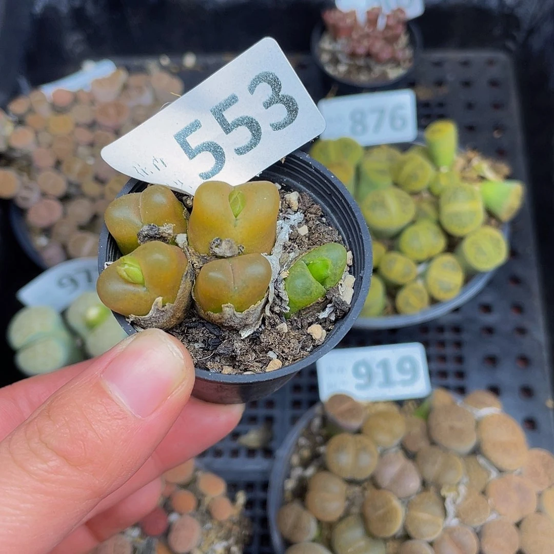 5530000000000花花花花花花