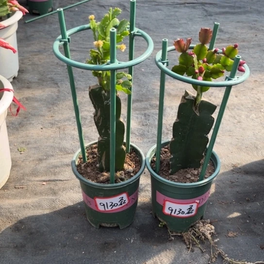 磊***磊两颗蟹爪兰福利苗9130