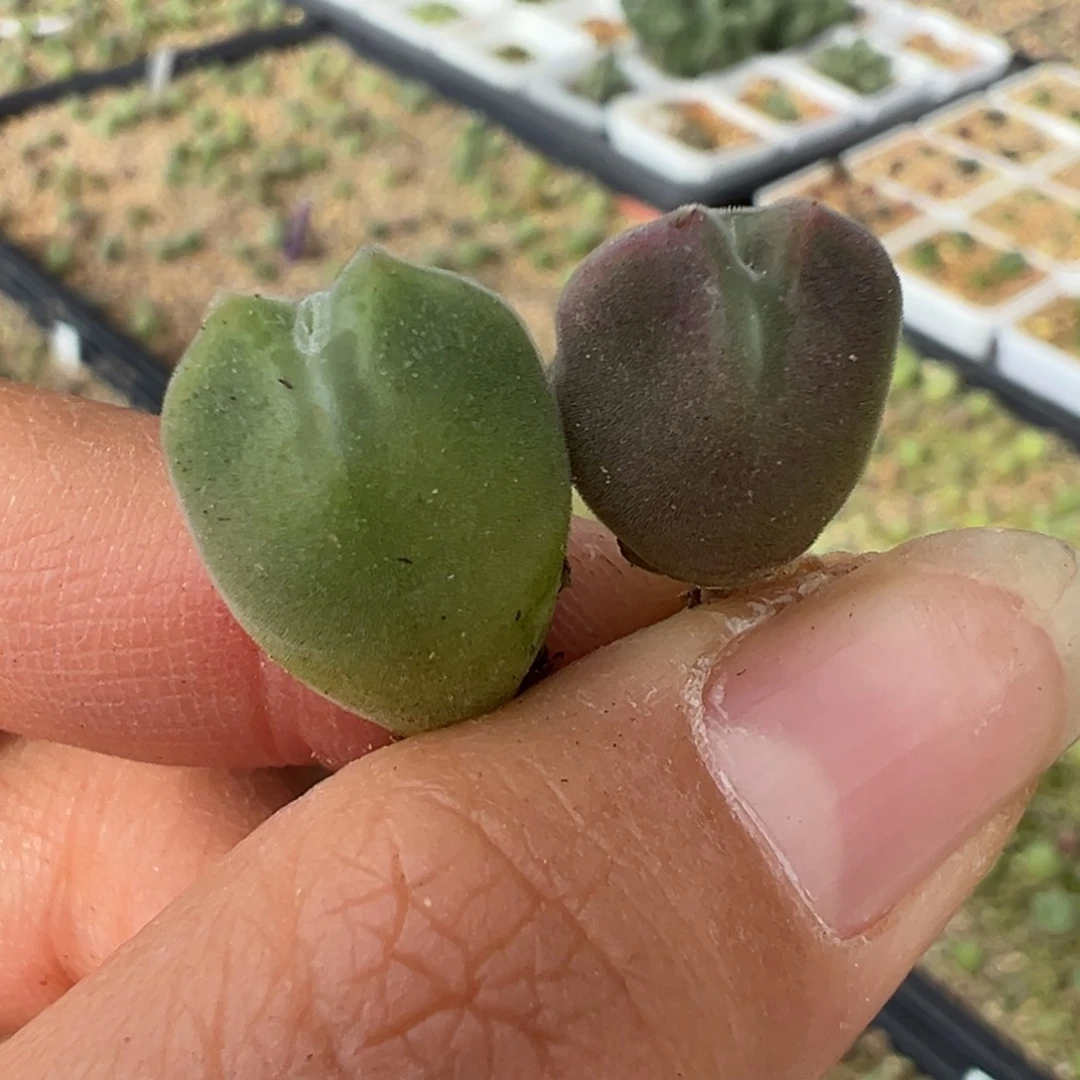 兔*多肉植物多肉植物
