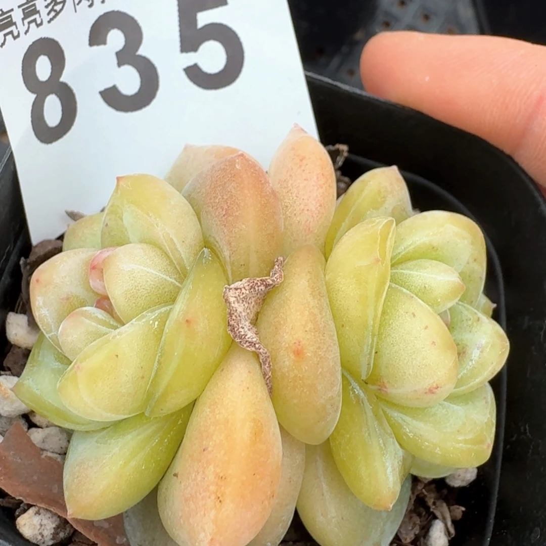 金樽福利         多肉植物