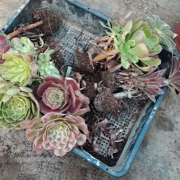 10颗法师多肉法师多肉单头10公分