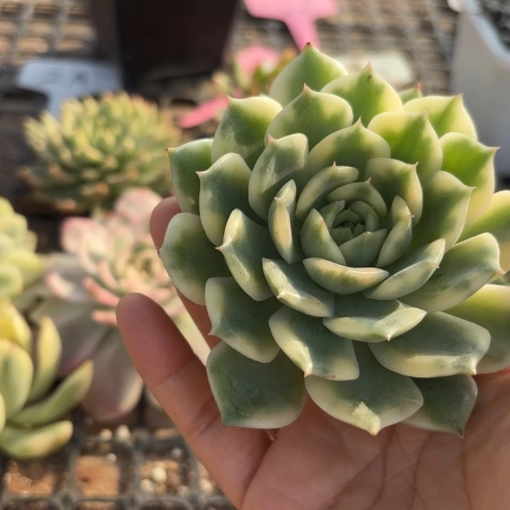 锦多肉植物头盖啊