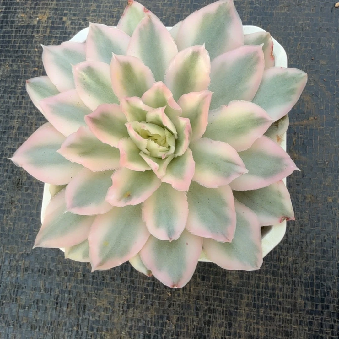 紫蝴蝶锦锦上园艺一物一拍