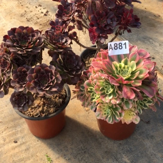 法师多肉植物酉*文法师881