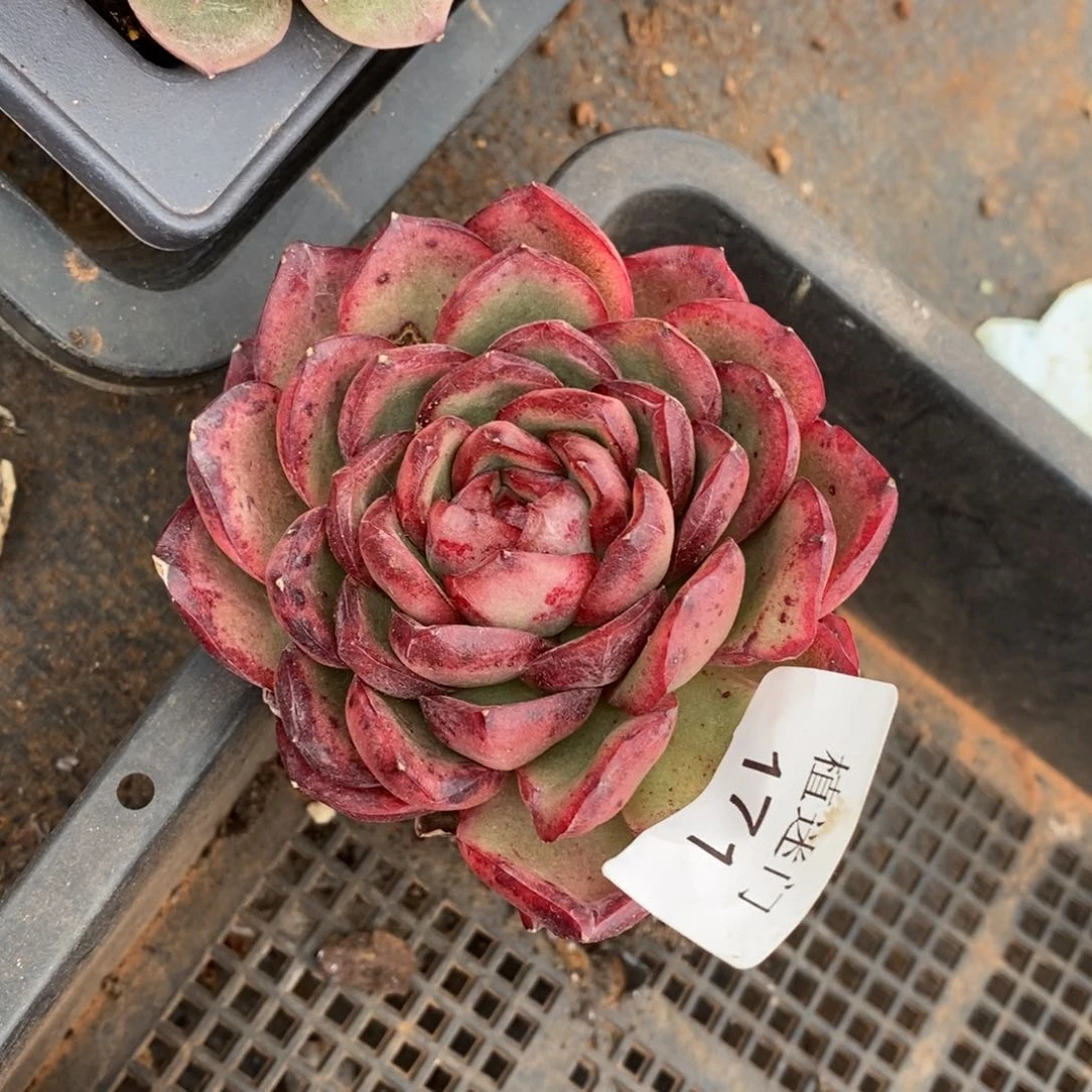 清****༇杂交精品多肉171