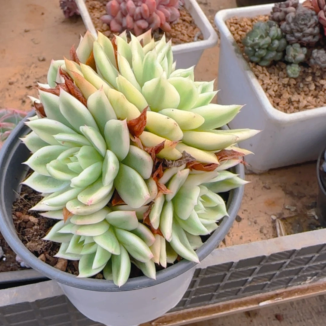 【闪购商品】蝴蝶飞舞锦9.9