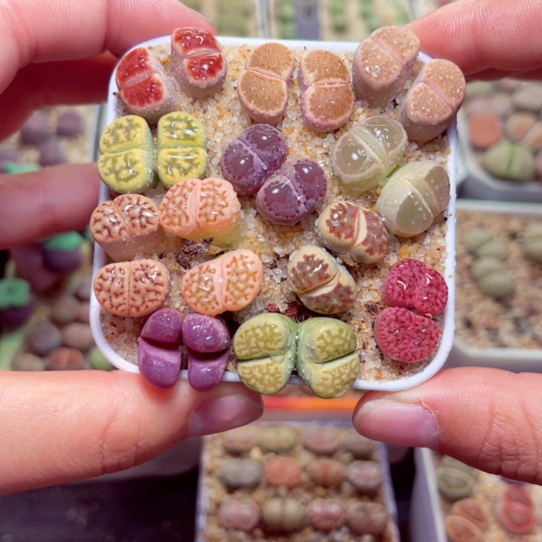 334号带盆包邮发货