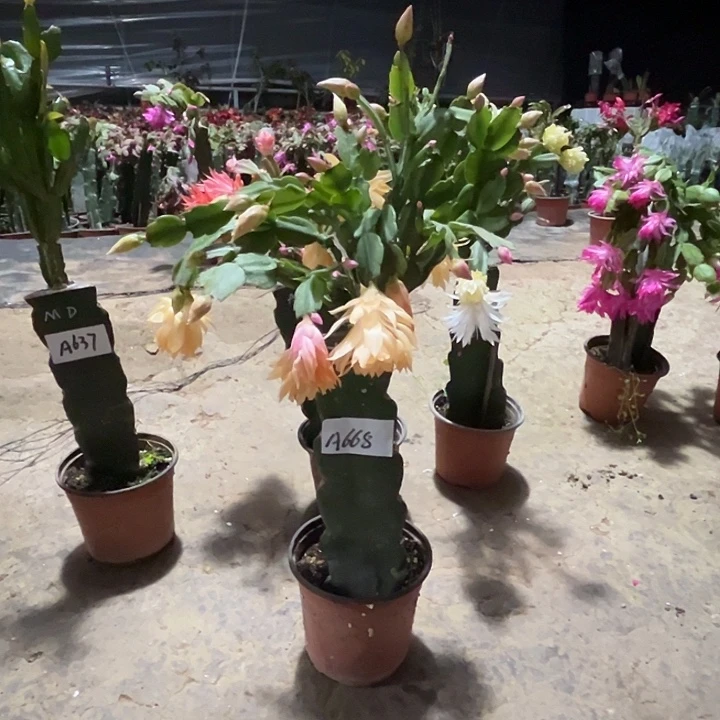 完全开放A668莱拉诺曼嫁接苗