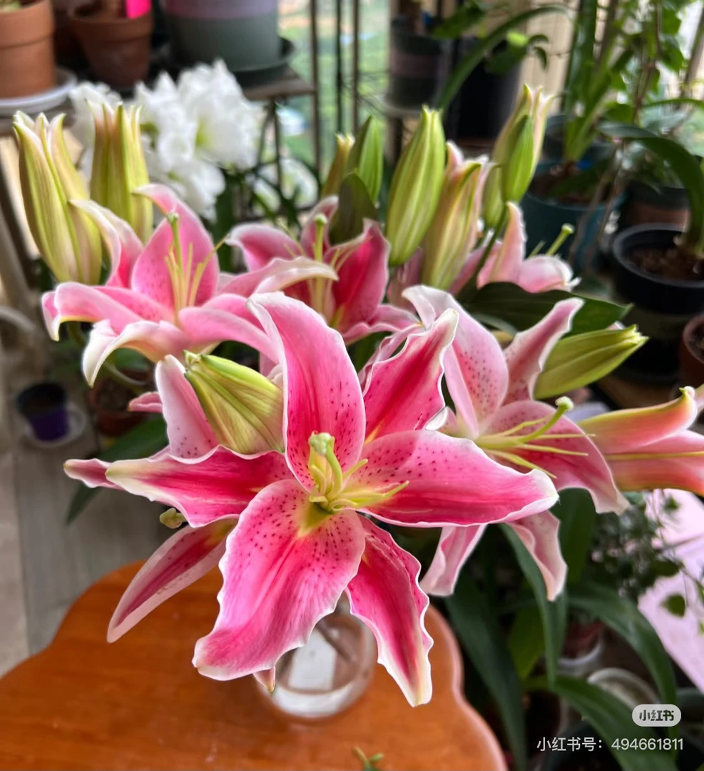 8号梯伯百合混头,不售后看好再拍