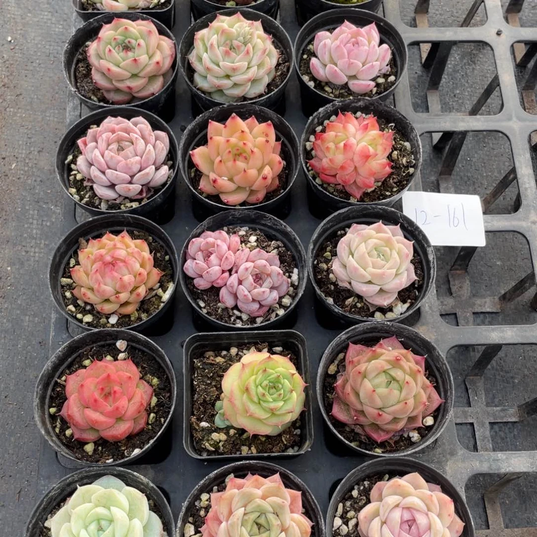 一物一拍18棵12-161