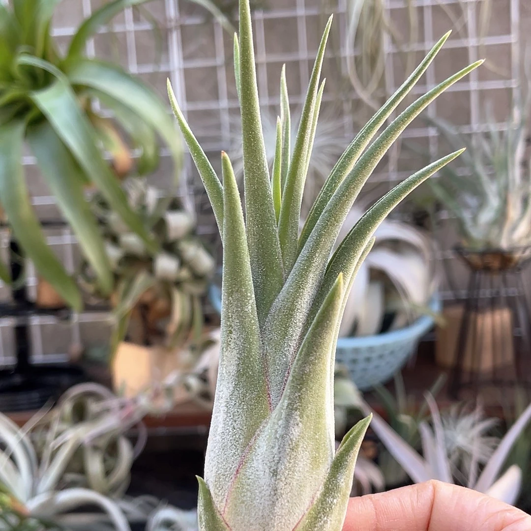 蛇精4号 空气凤梨