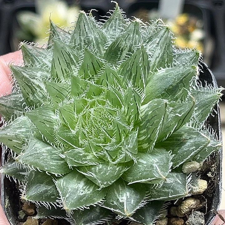 205塞米维亚玉露锦