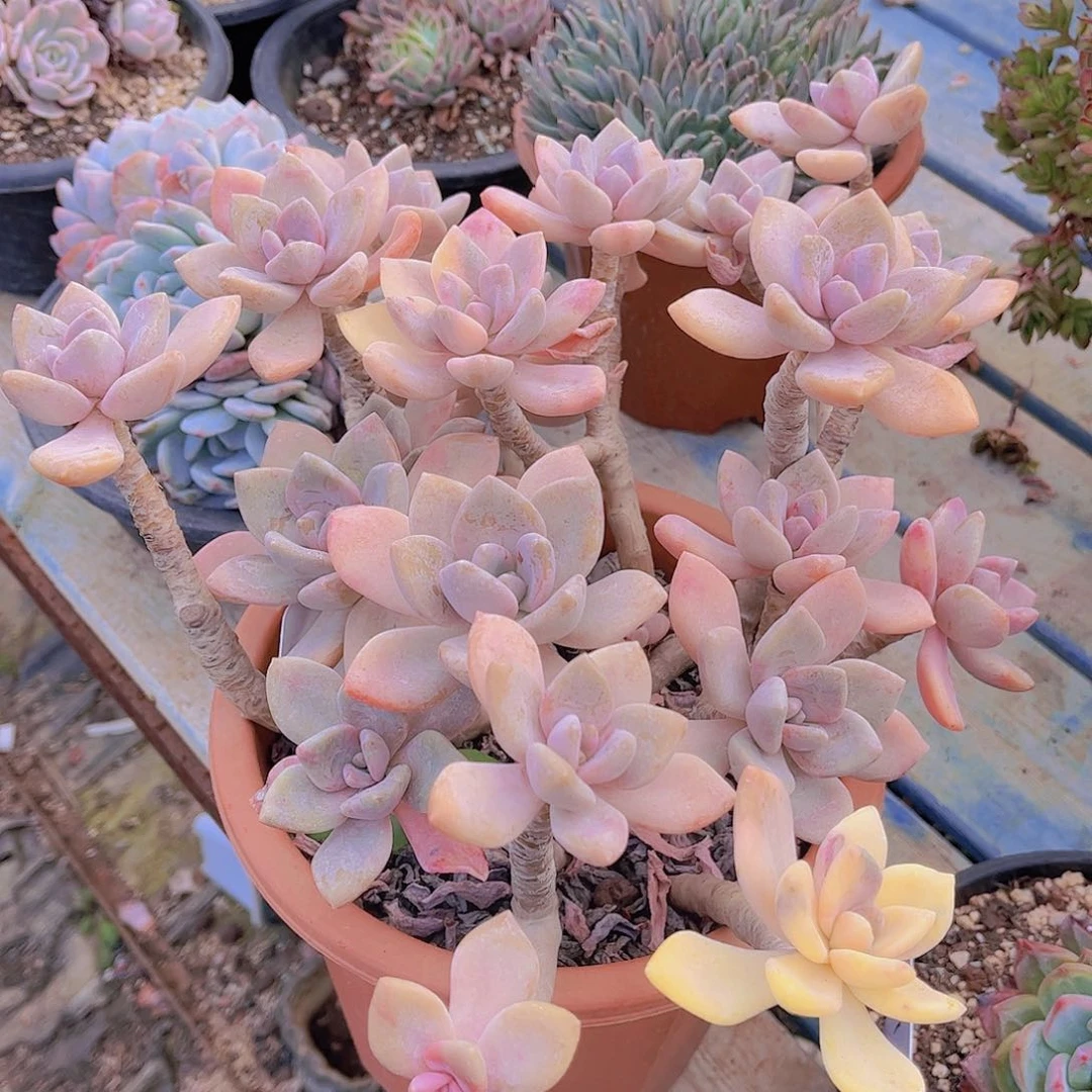 遂**姐多肉老砖多肉老桩