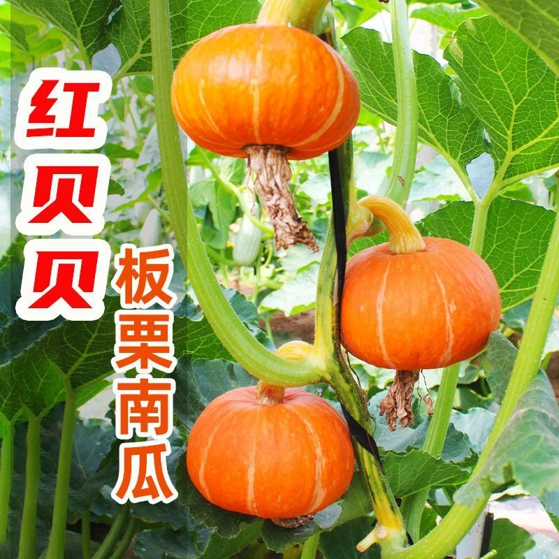 板栗味红贝贝南瓜种子红皮黄心南瓜种籽香甜春季南方