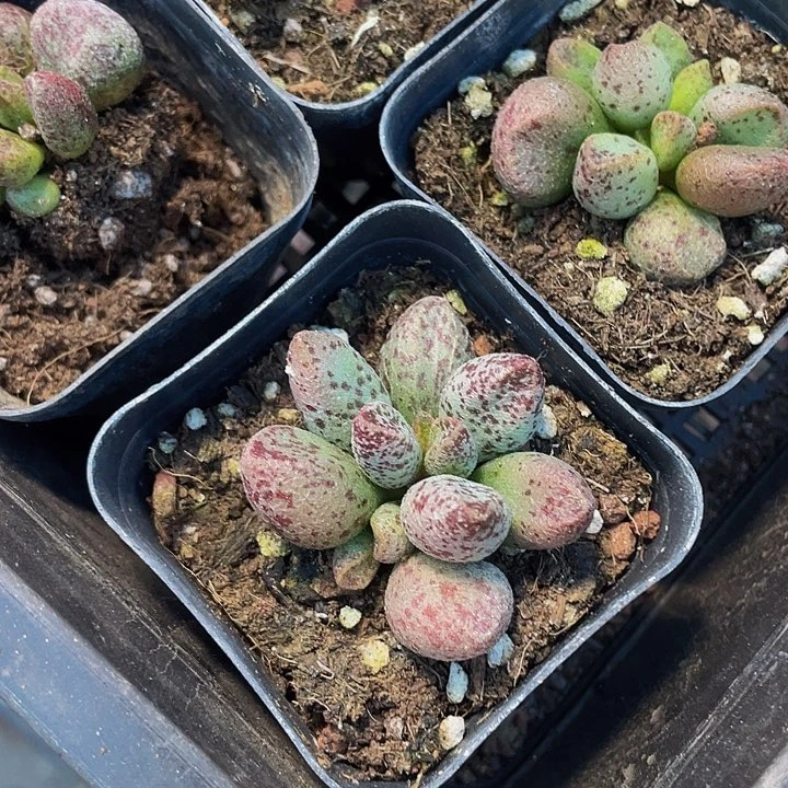 玛丽安水泡2.8带盆