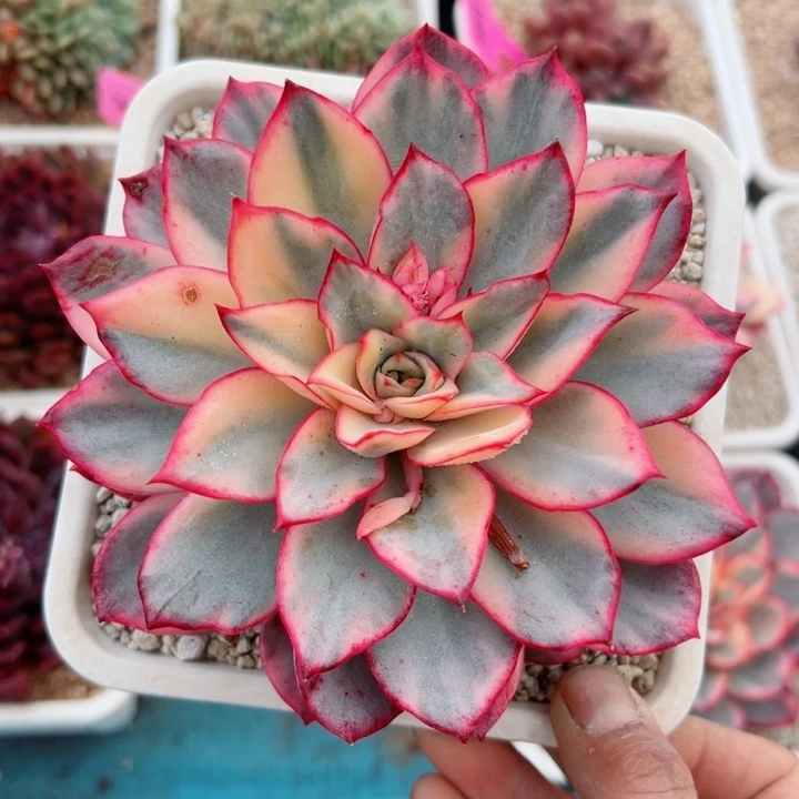 精品多肉植物老桩