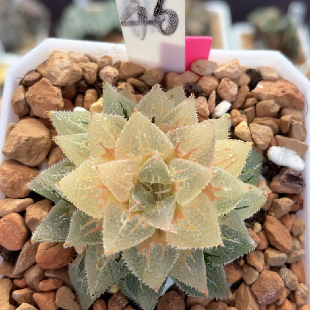 46糊斑冰砂糖锦。