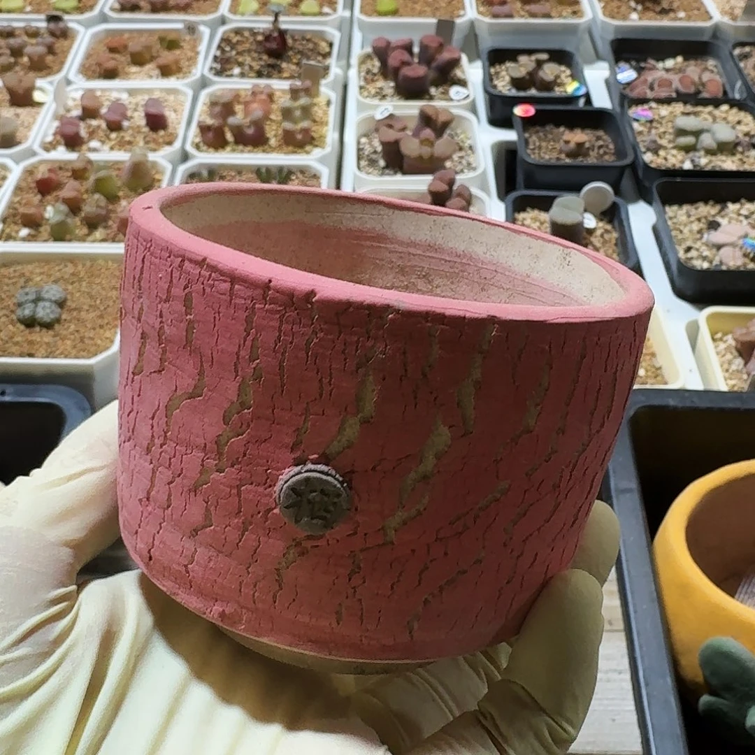 多肉植物福利花盆