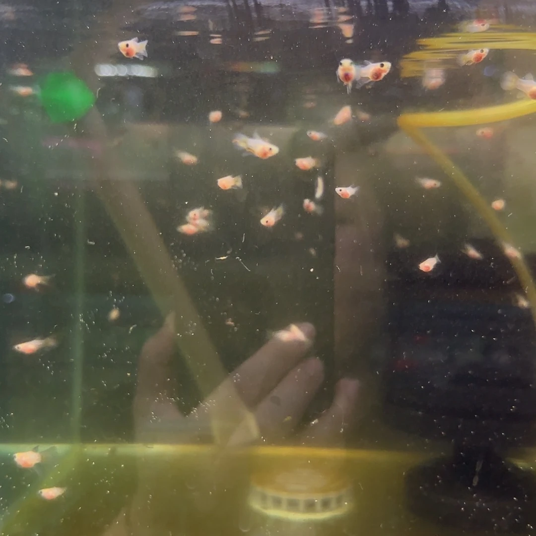 孔雀鱼琉璃玻璃猫C小苗子10条随机