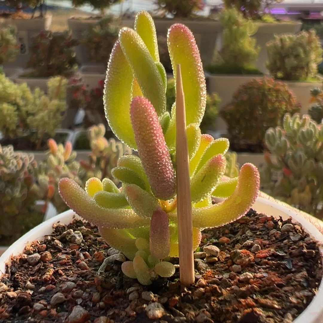 14-430钻石黄锦五圆盆