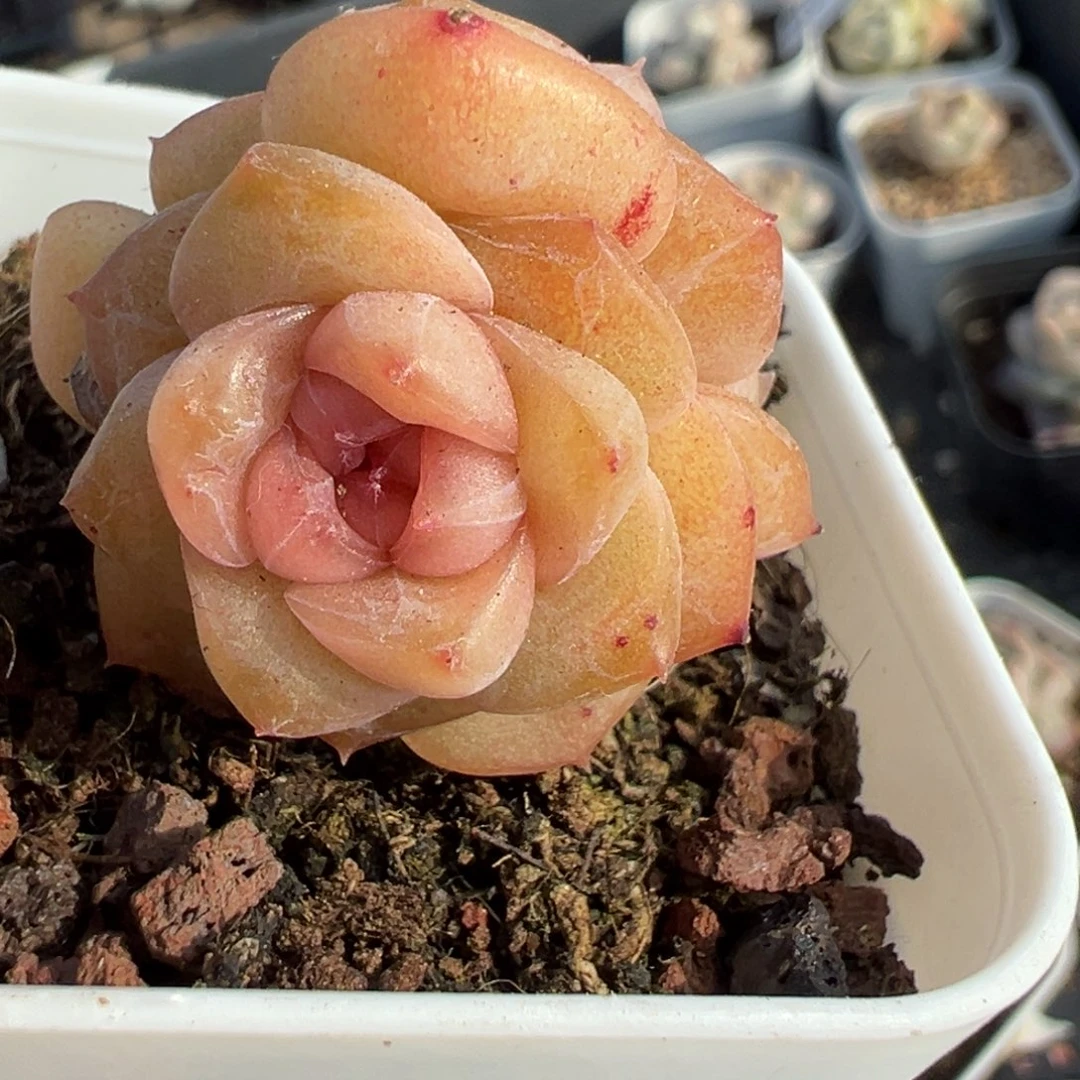 小卡拉米糖心一物一拍