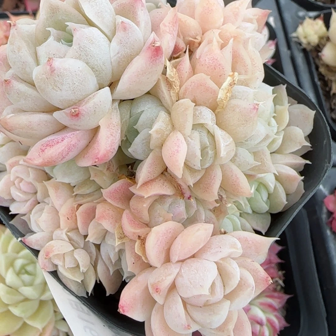 花语逸境0216-501散