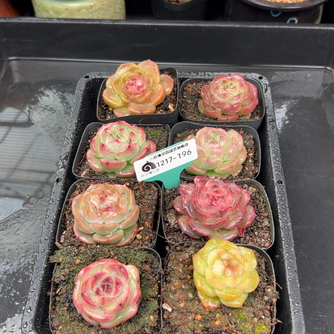 从前慢花园多肉编号1217-196