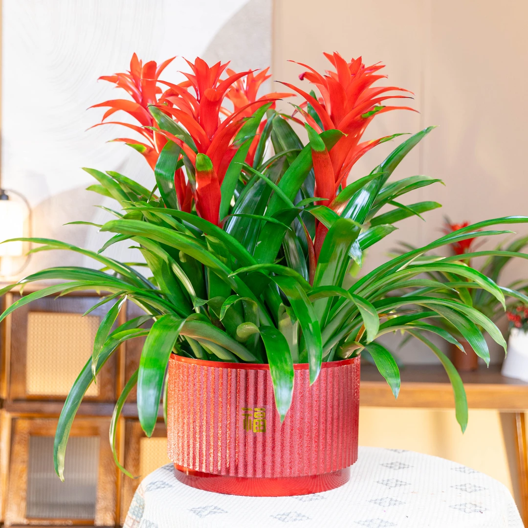 【5支装】鸿运当头盆栽小红星办公室开红花卉绿植物大型好养凤梨