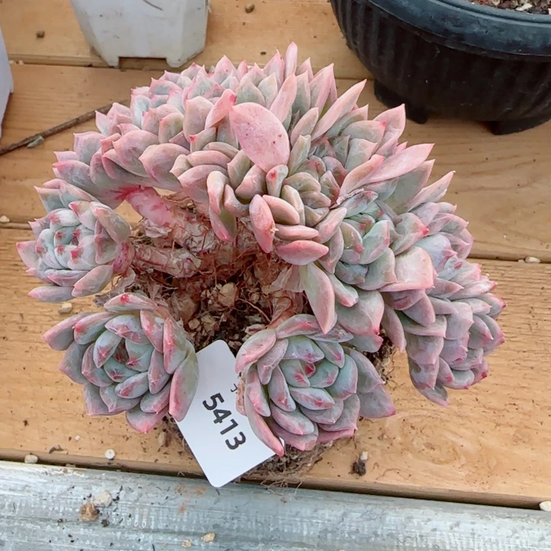冰魄小树缀，5413多肉植物