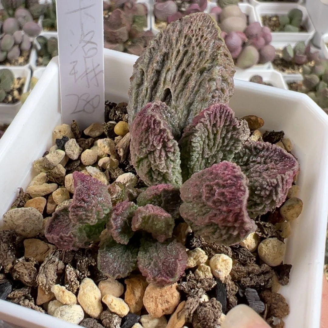 w卡洛琳多肉植物水泡