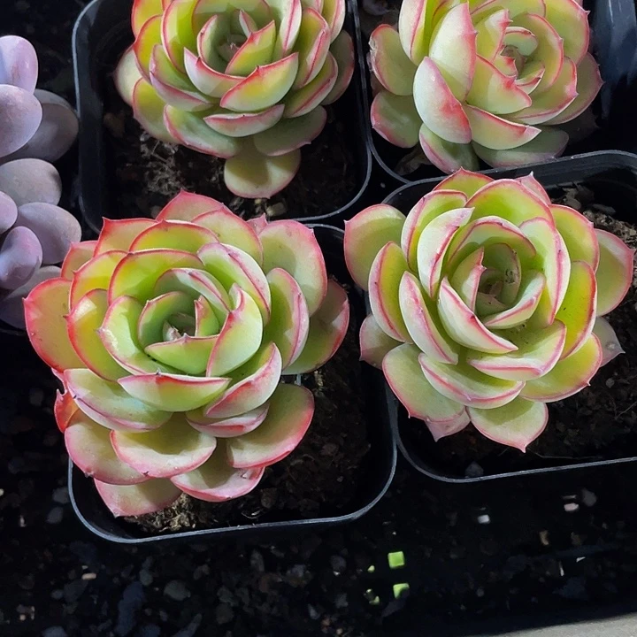 6.5方牡丹亭带盆土