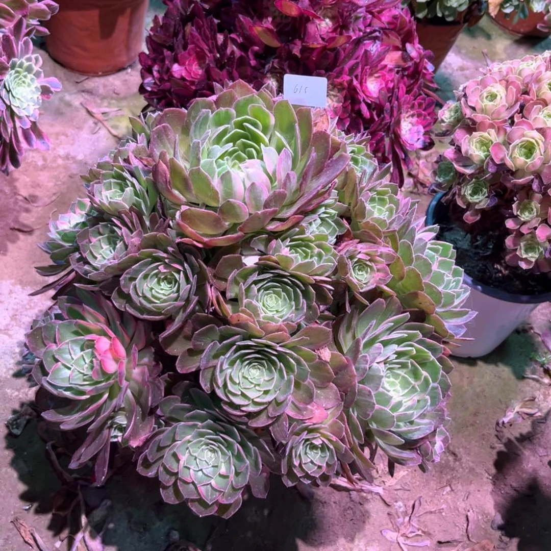 无花朵多肉植物万花筒615