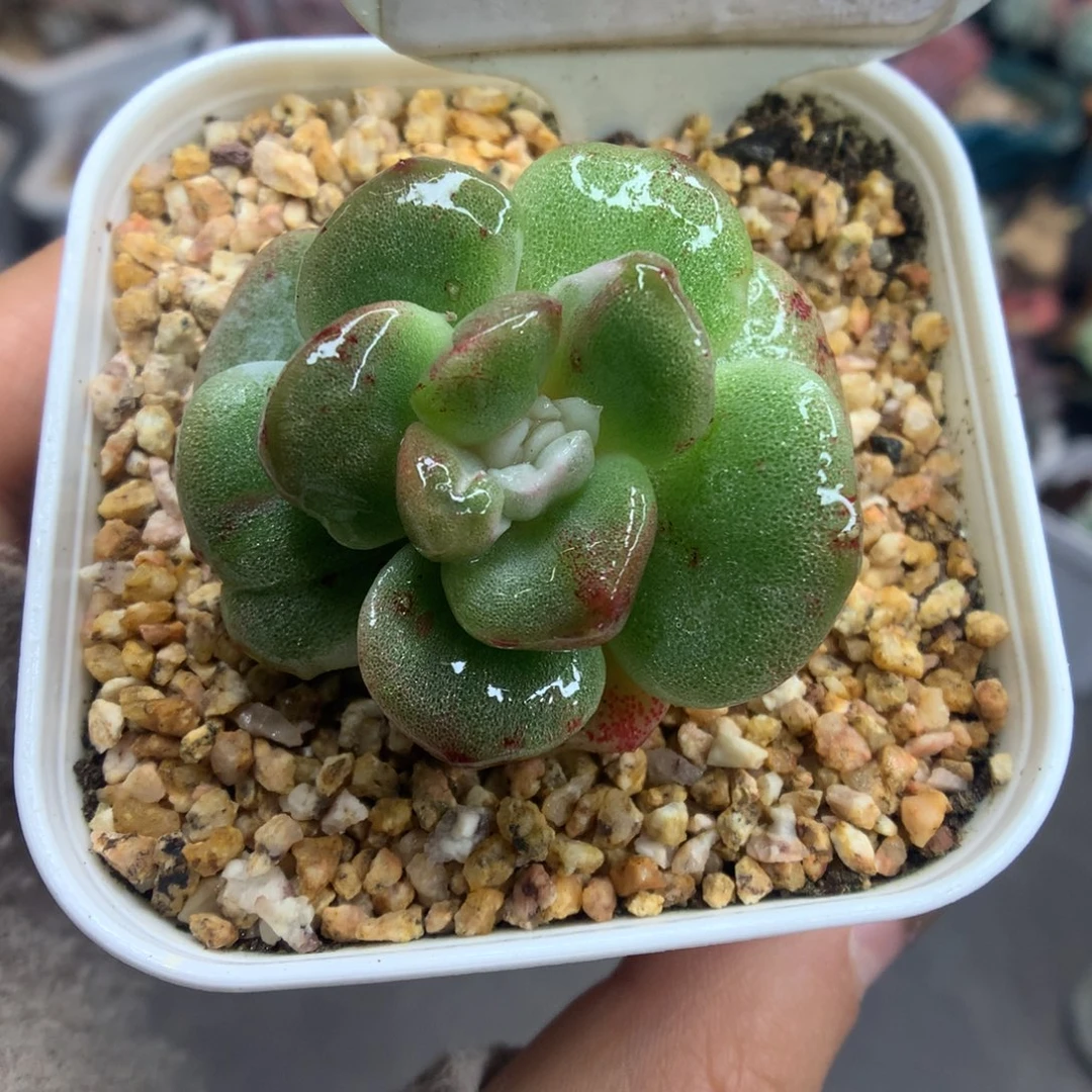 417白锦冰玉石化多肉植物