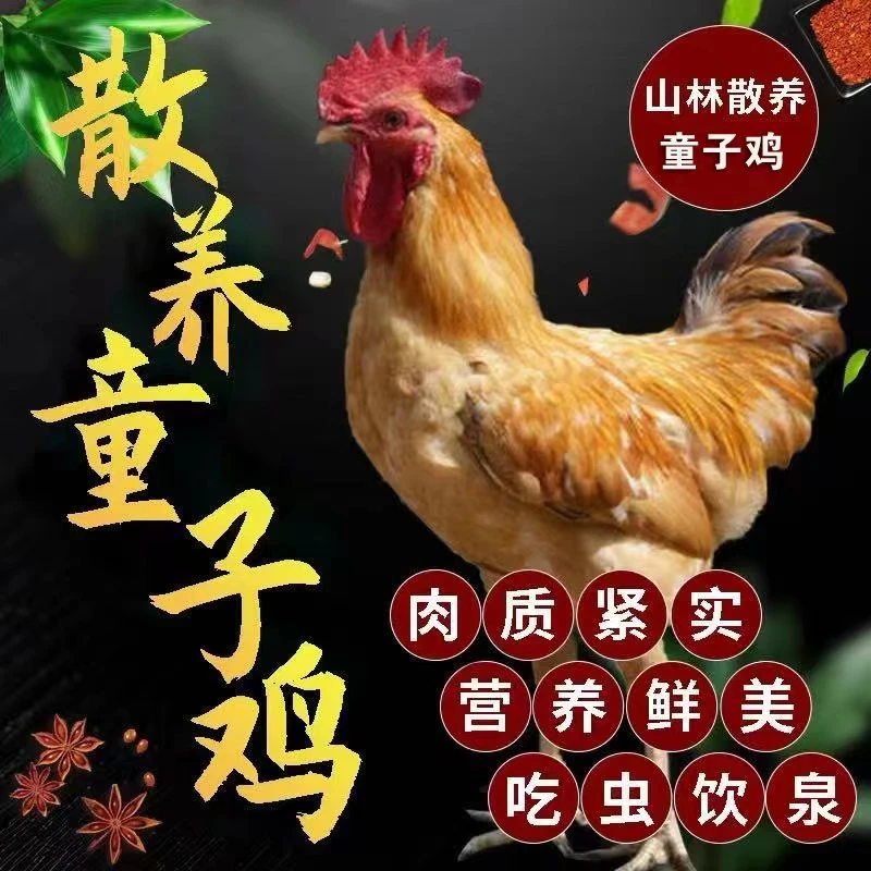 稻谷泉 散养童子鸡 山林散养小公鸡 绿色认证富硒顺丰包邮
