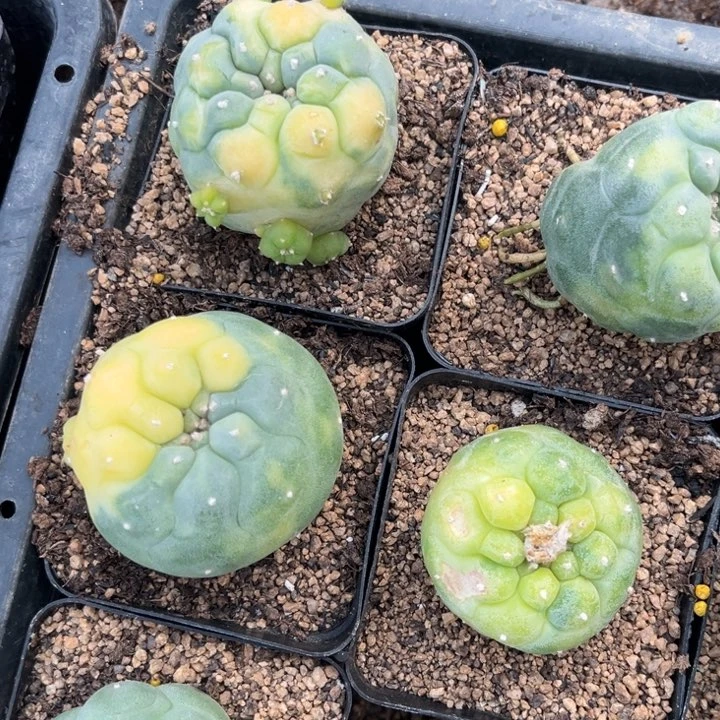 凌***帆草球锦仙人球开花