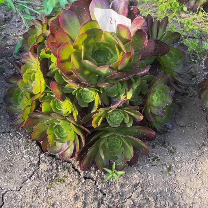 张*浵29多肉植物法师