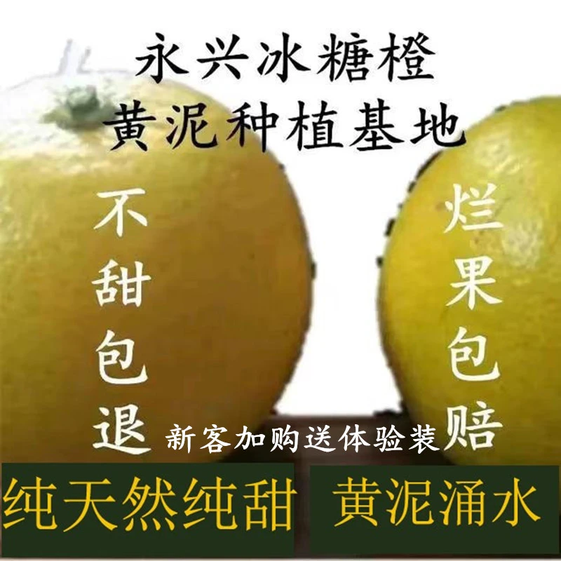 正宗纯甜永兴冰糖橙10斤包邮无籽纯甜