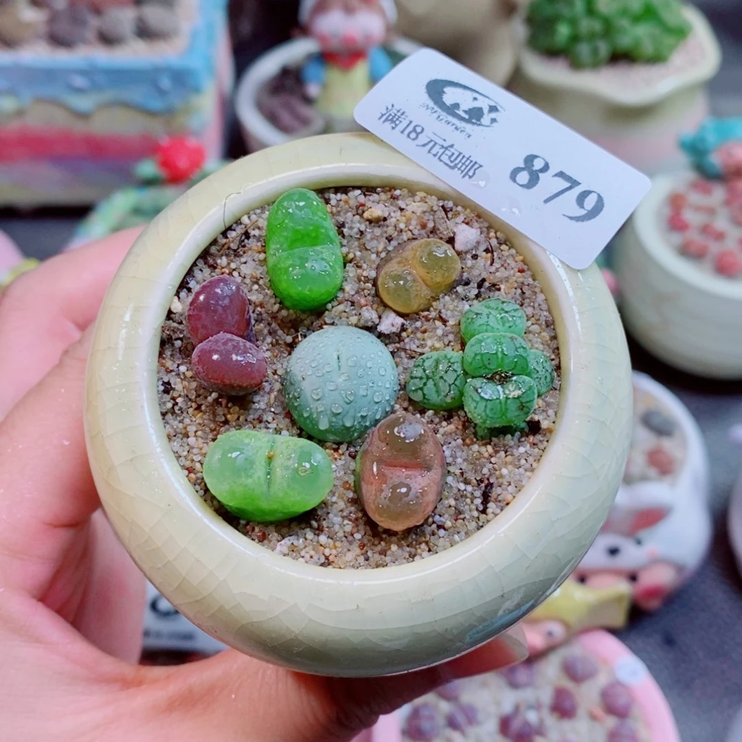 生石花花花花花花花879