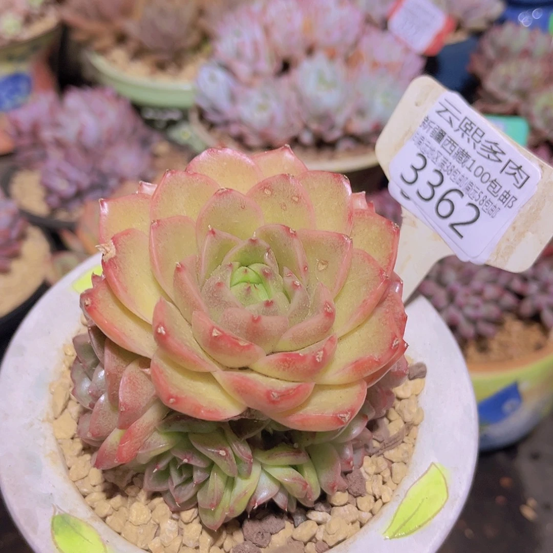 3362旺角玫瑰多肉植物