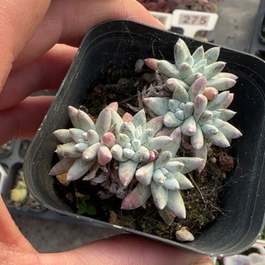 30白菊多肉植物多