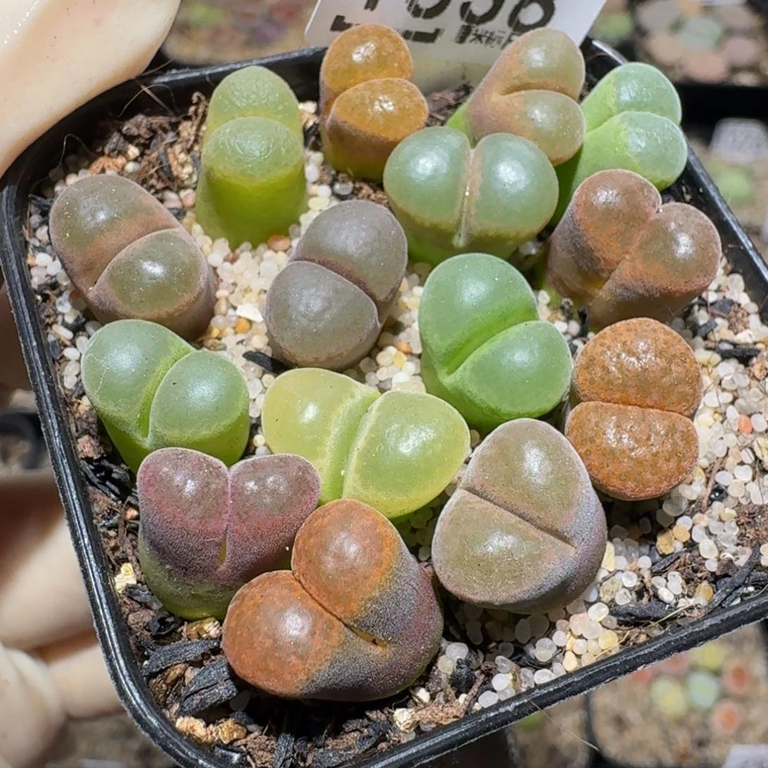 爆****zzzz精品生石花1538